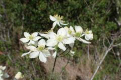 Thalictrum tuberosum