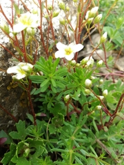 Saxifraga cuneata