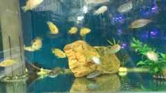 Labidochromis caeruleus