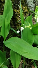 Convallaria majalis