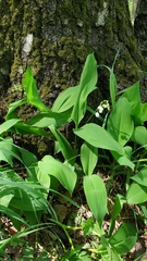 Convallaria majalis