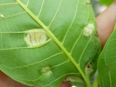 Aceria erinea