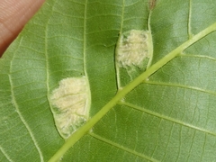Aceria erinea