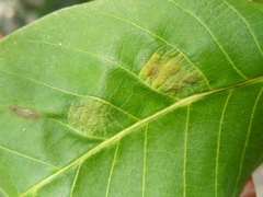 Aceria erinea
