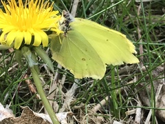 Gonepteryx rhamni