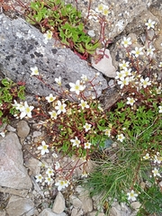 Saxifraga cuneata