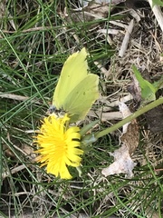 Gonepteryx rhamni