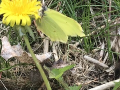 Gonepteryx rhamni
