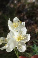 Thalictrum tuberosum