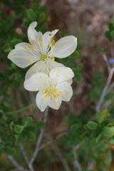 Thalictrum tuberosum