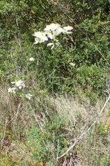 Thalictrum tuberosum