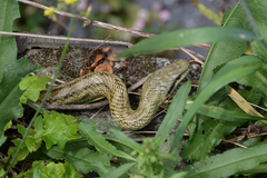 Elaphe climacophora