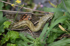 Elaphe climacophora