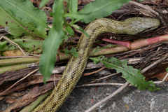 Elaphe climacophora
