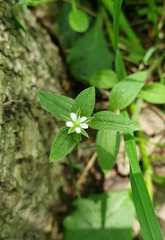Moehringia trinervia