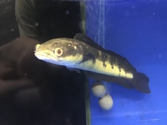 Channa marulioides
