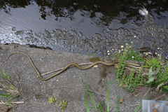 Elaphe climacophora