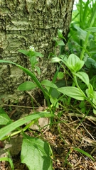 Moehringia trinervia