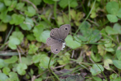 Ypthima argus