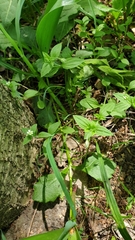 Moehringia trinervia