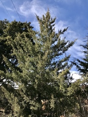 Cupressus glabra