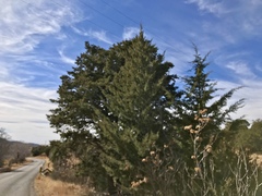 Cupressus glabra