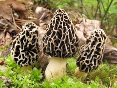 Morchella