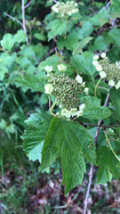 Viburnum opulus