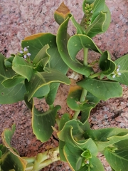 Calotropis