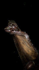 Common Wolf Snake photo 4