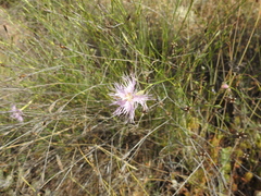 Dianthus broteri