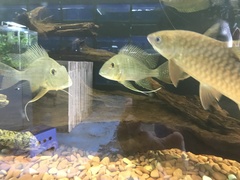 Geophagus altifrons