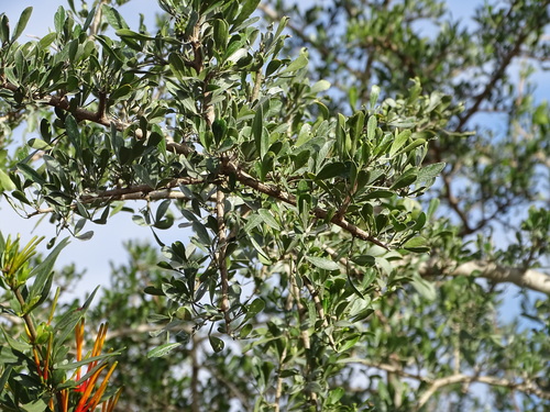 Image of Thorn Currantrhus (Searsia longispina) by (c) Shaun Swanepoel, some rights reserved (CC BY)