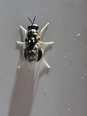 Caloparyphus tetraspilus