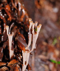 Artomyces austropiperatus
