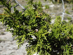 Juniperus coahuilensis