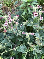 Rehmannia glutinosa
