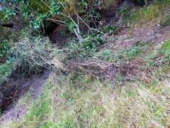 Parsonsia capsularis