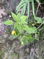 Lysimachia grammica