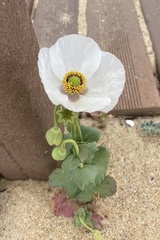 Papaver somniferum somniferum