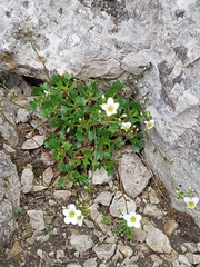Saxifraga