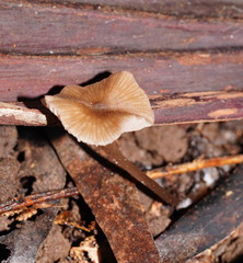 Entoloma aromaticum