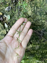 Galium bungei
