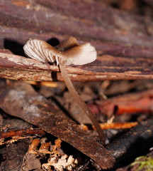 Entoloma aromaticum