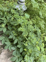 Sanicula chinensis