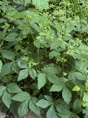 Sanicula chinensis