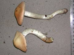 Cortinarius persicanus