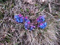 Pulmonaria australis