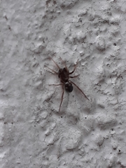 Phrurolithus festivus