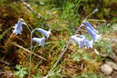 Brimeura amethystina